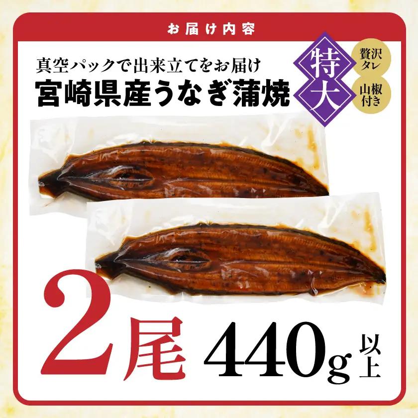 宮崎県育ちの【特大】うなぎ蒲焼2尾440g以上≪山椒・たれ付≫〔18-M301〕_(都城市)  特大うなぎ蒲焼(有頭) 宮崎県産 真空 山椒・たれ付