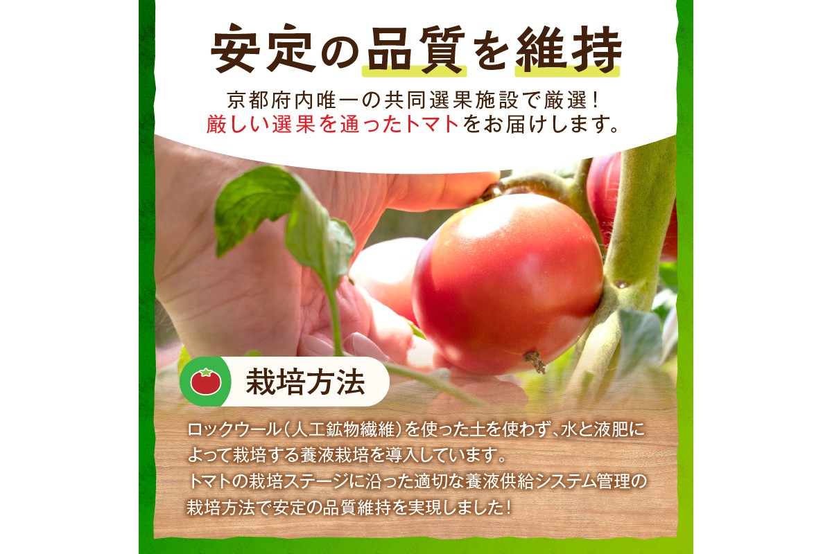 【先行予約】京丹後産・京トマト 4kg（12～24玉） 春夏発送（2026年5月中旬～発送）　JK00034