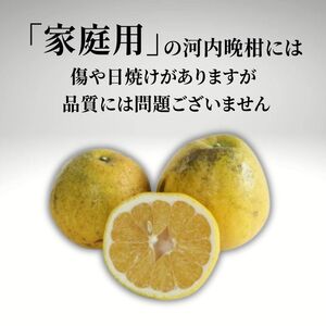 【家庭用】河内晩柑 （愛南ゴールド）3kg みかん 柑橘 期間限定 吉本農園 和製 グレープフルーツ ゼリー ジュース アイス 果物 フルーツ ギフト プレゼント 贈答 健康 美容 ビタミン クエン酸