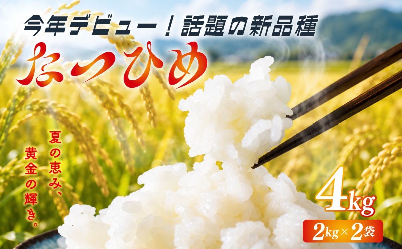 
                  【先行予約】 なつひめ 4kg 新米 新品種 令和8年産 米 白米 こめ 大粒 ごはん おにぎり お弁当 農家直送 産地直送 ふるさと納税 川瀬農園 新潟 新潟県 新発田市 kwsNH001
                