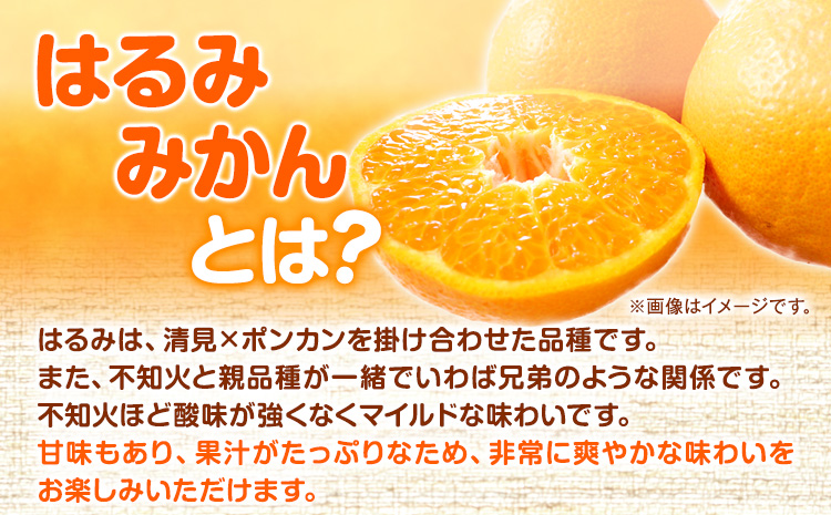 【先行予約】果肉ぷりぷり！ 完熟はるみ 約5kg 株式会社魚鶴商店 《2026年2月中旬-3月中旬頃出荷予定》 和歌山県 日高町 はるみ みかん ミカン 蜜柑 フルーツ 柑橘st-p