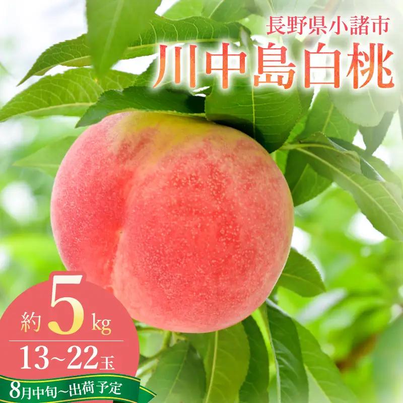 桃 川中島白桃 約5kg 13～22玉 フルーツ 桃