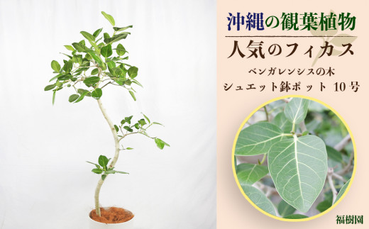 
沖縄の観葉植物　人気のフィカス ベンガレンシス10号 シュエット鉢ポット
