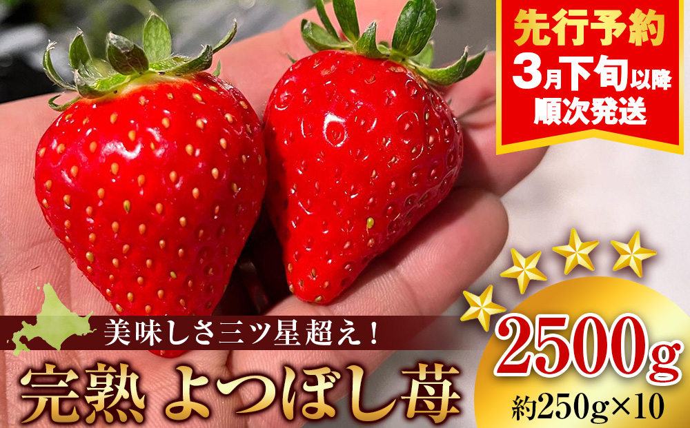 【2026年3月下旬以降発送】北海道産 完熟よつぼし苺(約250g×10パック)