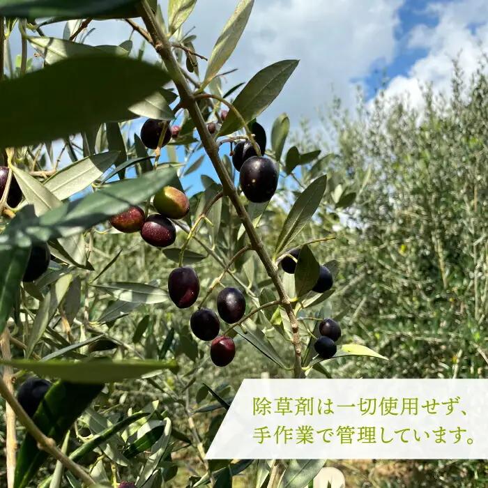 【全12回定期便】ikicael ナイトケア オリーブオイル [JDU014] エクストラバージンオイル オリーブ オリーブオイル 美容 美肌 健康