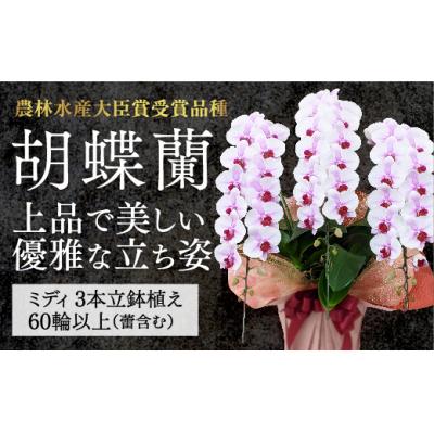 ふるさと納税 山口市 【農林水産大臣賞受賞品種】ミディ系ピンク胡蝶蘭!『乙姫(おとひめ)』3本立 B100