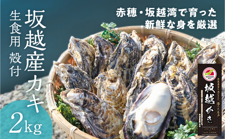 坂越産カキ 生食用 殻付 約2kg【2026年1月上旬～2026年5月上旬頃発送予定】／ 牡蠣 かき カキ オイスター 生牡蠣 殻つき 魚介 貝 海産物 生食 ギフト 兵庫県 赤穂市