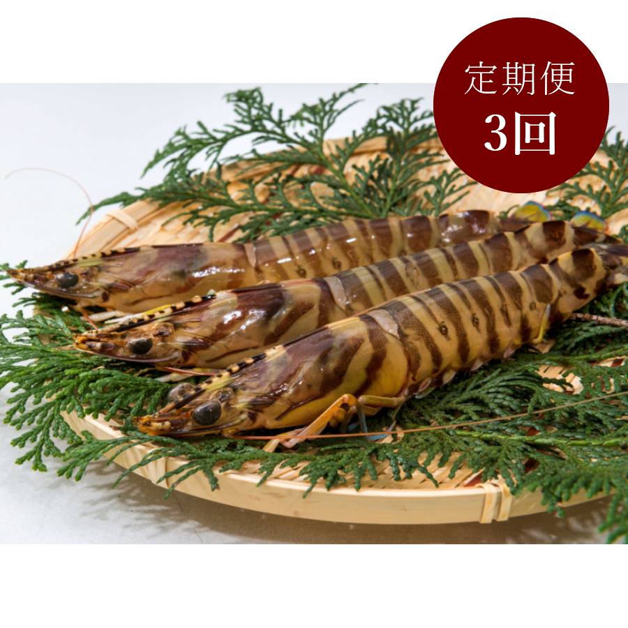 ＜旭水産＞秋穂産活き〆「車海老」冷凍400g【3ヵ月定期便】