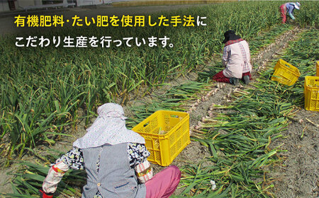 にんにく サイズ混合 約1.3kg / にんにく [IBQ001]