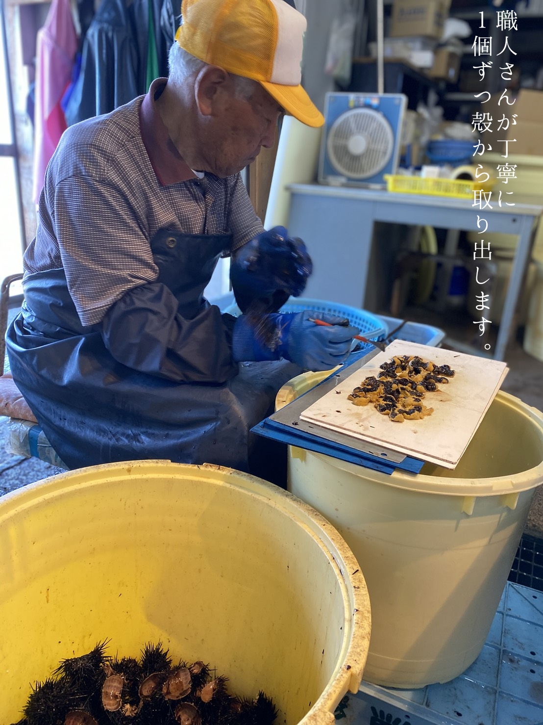 6月下旬より順次発送【北海道せたな町産】生鮮生うに(150g×3パック)