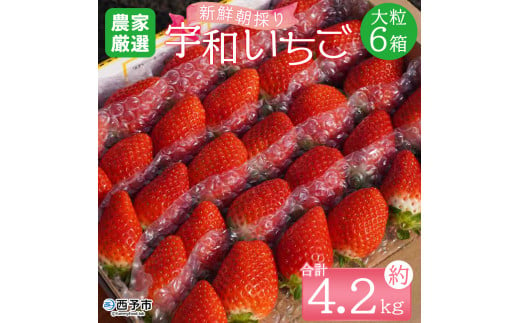 【農家厳選】かんちゃん農園 大粒6箱（約4.2kg）新鮮朝採り 宇和いちご