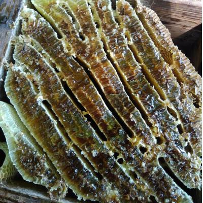 ふるさと納税 四條畷市 日本みつばちが集めた貴重なはちみつ(百花蜜)をお届けします。 |  | 03