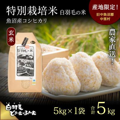 ふるさと納税 十日町市 令和7年産　農家直送!魚沼産こしひかり　特別栽培米「白羽毛の米」玄米5kg