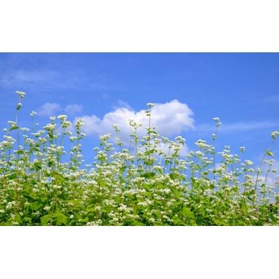 ふるさと納税 境町 農林水産大臣賞ファーマーの常陸秋そば 乾麺 12人前(1.5人前×8袋)境町産そば粉100%使用 |  | 03