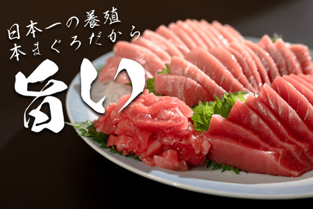 【高知県大月町産 本マグロ】 4種盛り900g