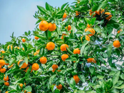 手が止まらない 訳あり 有田みかん 約5kg 大きさ無選別（2S〜3L） 糖度11度以上 鳴川農園