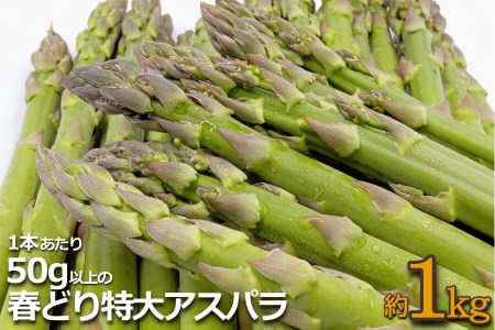 【2026年発送】春どり特大アスパラ(1本50g以上・1kg）_H049(R8)
