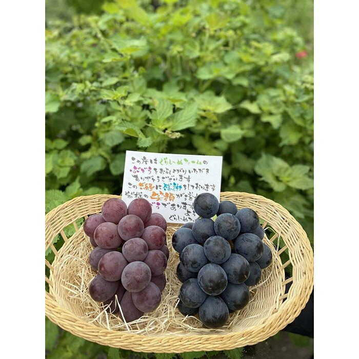 【ふるさと納税】朝採り 旬のぶどう おまかせセット 1.0kg～1.2kg【2026年発送】 | 甲賀市 朝採れ 季節限定 ぶどう おまかせセット 人気 おすすめ フルーツ 果物 食べ比べ 詰め合わせ ギフト 贈答用 旬 高級 お取り寄せ 通販 送料無料 ふるさと納税