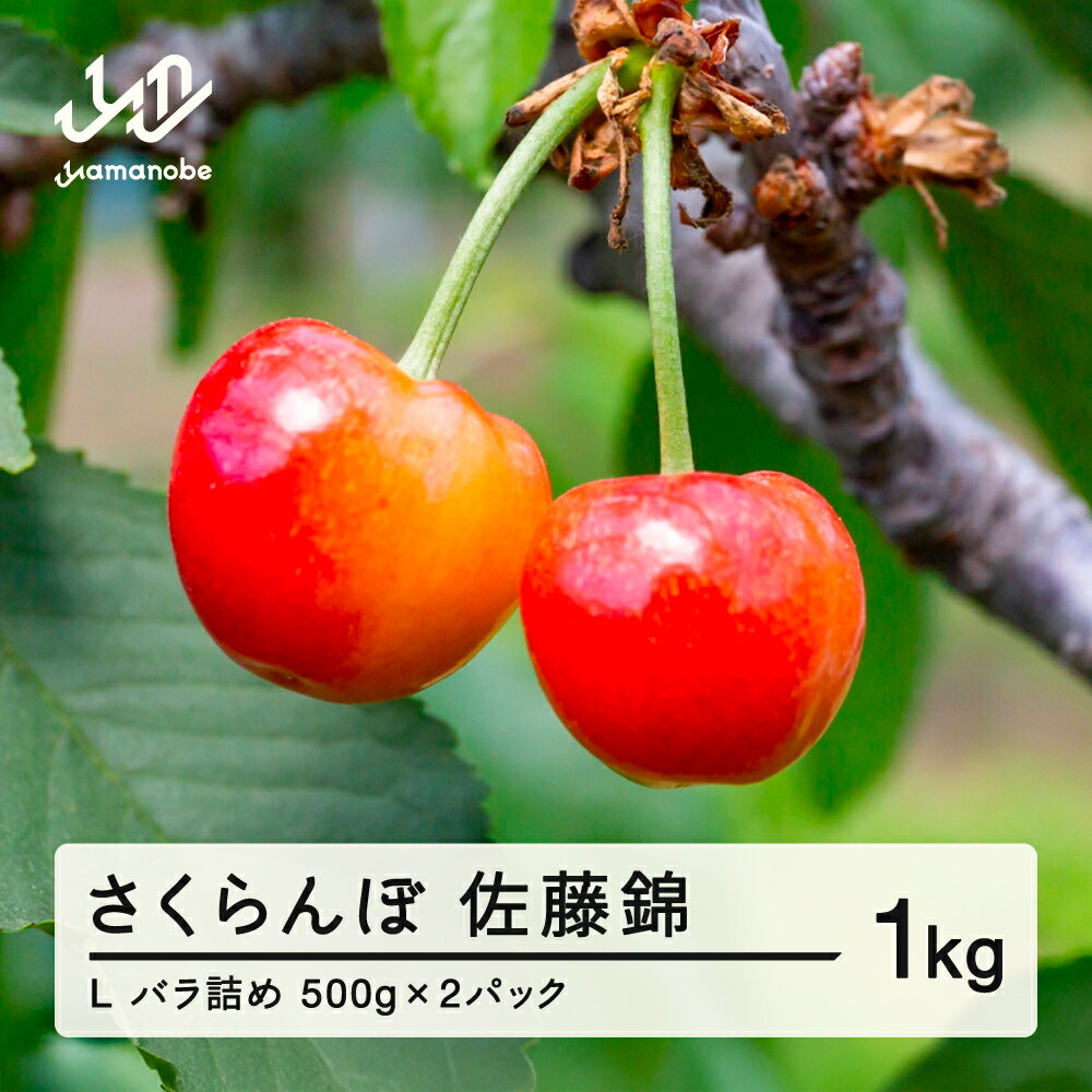 【ふるさと納税】先行予約 さくらんぼ 佐藤錦 L 1kg バラパック詰め 令和8年産 2026年産 山形県山辺町産 フルーツ 果物 送料無料 ※沖縄・離島への配送不可 sa-snpsl1000