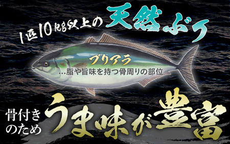 天然 ぶり 特大 ブリアラ（煮付け用）合計 約1.5kg 美浜町日向産【ぶつ切り 切身 塩焼き 骨付き ブリ大根 煮物 アラ】 [m36-a019]