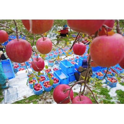 【26年3月より順次発送】平均糖度13度以上! サンふじ 約5kg 訳あり【配送不可地域：沖縄県】