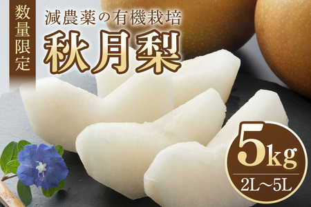 【数量限定・先行予約】 秋月 5kg 2L～5L 9～16玉 梨 なし ナシ あきづき アキヅキ 果物 フルーツ 国産 【9月10日～10月末発送予定】 70-D