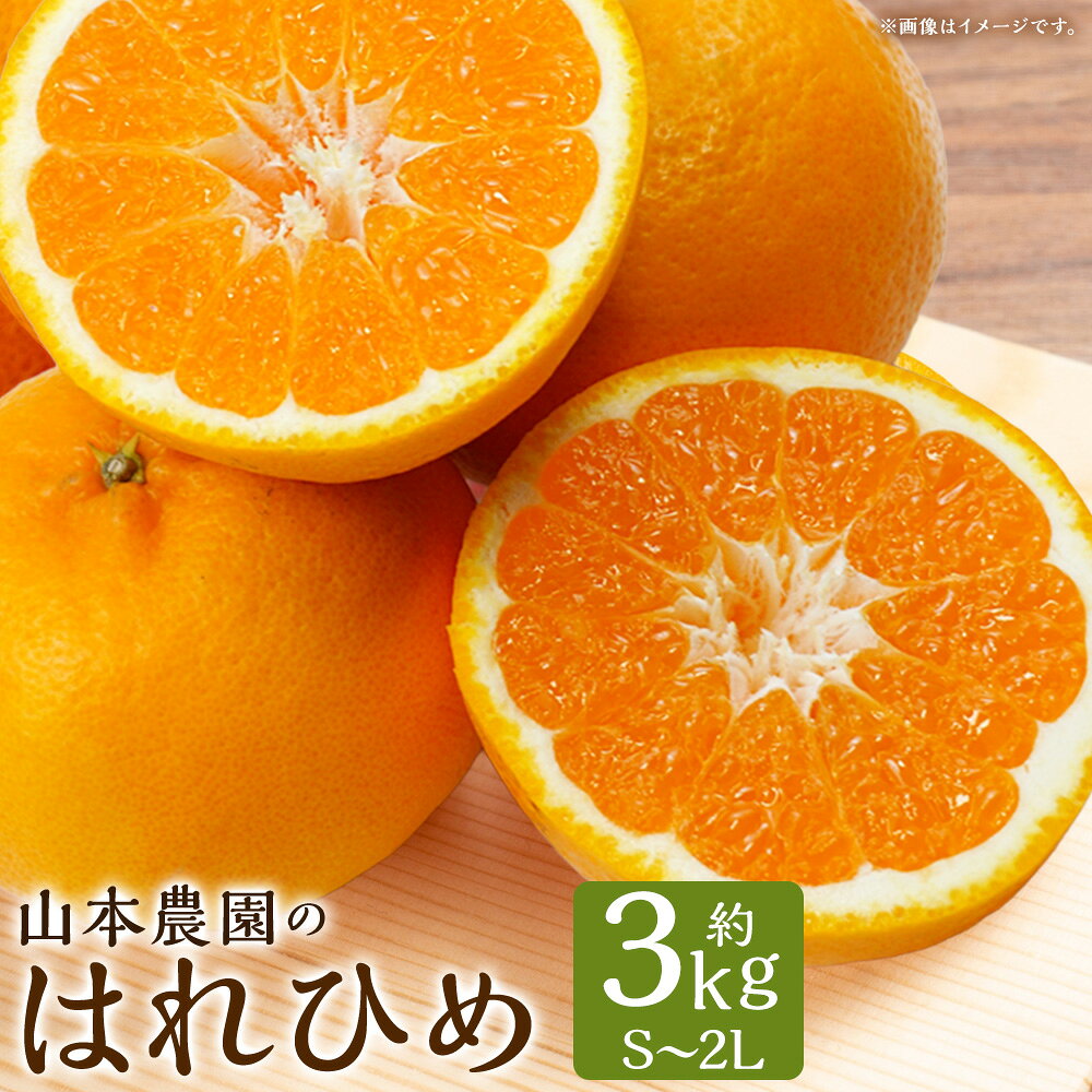 【ふるさと納税】山本農園のはれひめ 3kg L69x1 【2026年12月下旬～2027年1月下旬】