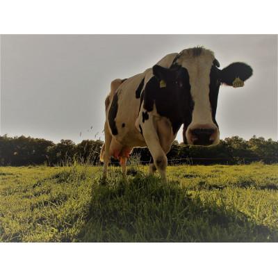 ふるさと納税 せたな町 【北海道せたな町産】大津牧場の「のむヨーグルト」BIG プレーン加糖 450ml×7本 |  | 01