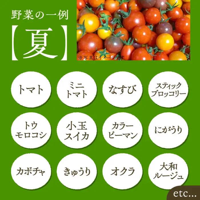 【全3回定期便】農家が選ぶ！ 旬の新鮮野菜セット[VBE008]産直 野菜 やさい 詰め合わせ