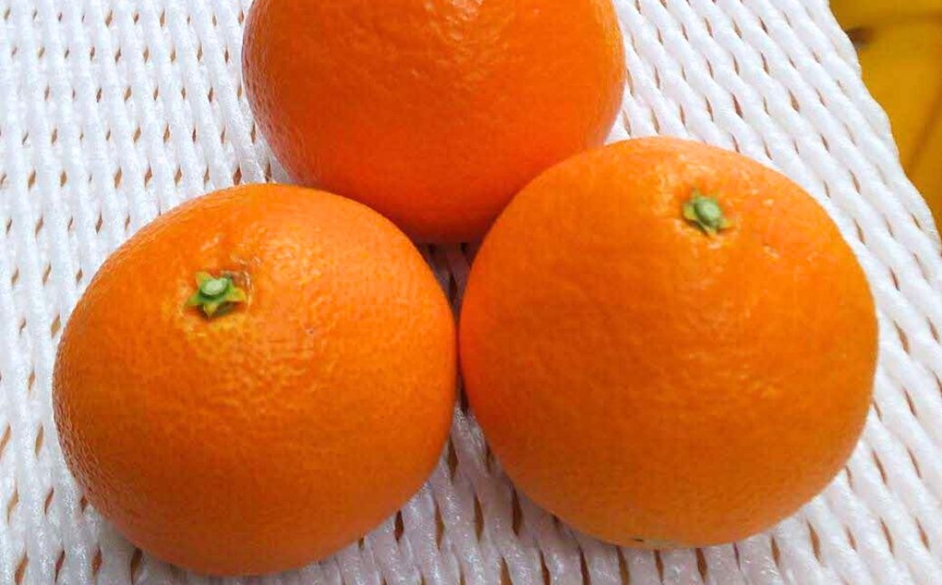 【先行予約】【数量限定】【訳あり】＼農園直送／愛媛県産愛果48号 約4kg（2026年2月下旬より順次発送） IKTV013