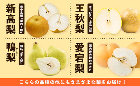 秀品 旬の梨 約2.5kg　なし 梨
