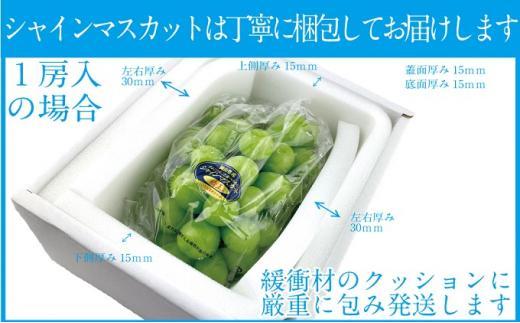 ぶどう 2024年 先行予約 9月・10月発送 シャイン マスカット 晴王 1房 約600g×2回 ブドウ 葡萄  岡山県産 国産 フルーツ 果物 ギフト