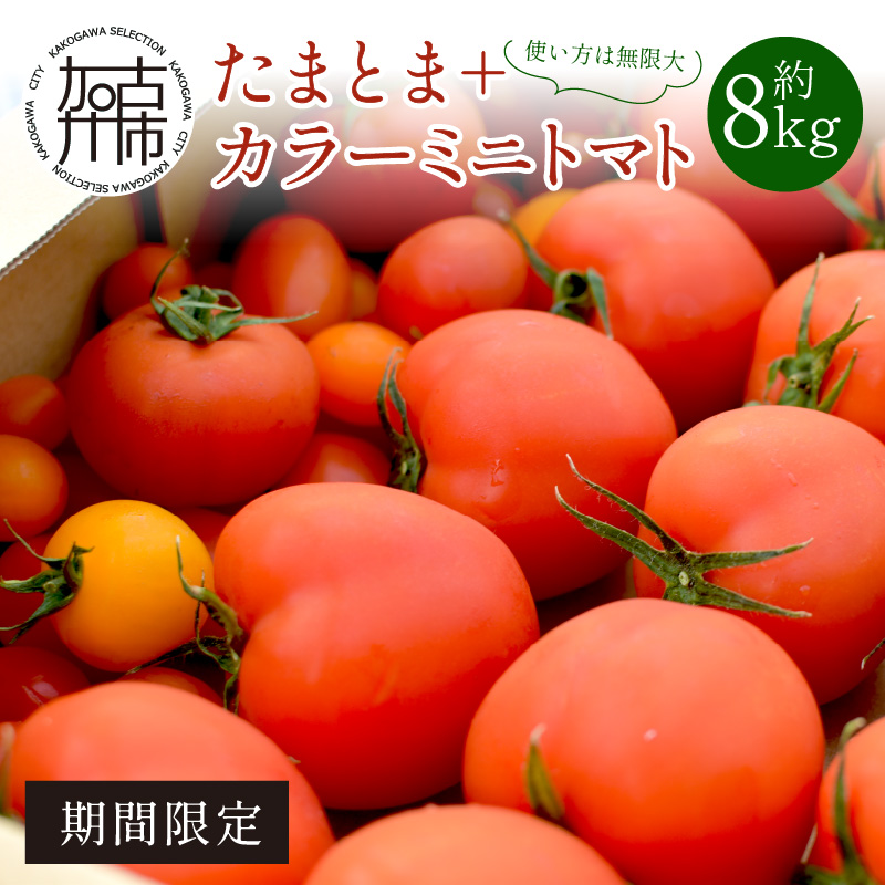 【限定出荷】"たまとま"＋カラーミニトマト(約8kg)《 野菜 トマト ミニトマト カラートマト 期間限定 送料無料 おすすめ 美味しい セット とまと ふるさと納税 》【2403C12102】