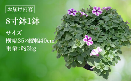 【4月末より順次発送】 サフィニア るりいろ風ぐるま 鉢花　/ 瑞浪市 中山園芸 花 お花 お祝い 鉢植え 生花 ギフト プレゼント フラワー[AZDC002]