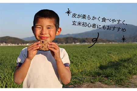 【 栽培期間中農薬不使用 】米 旋風 ミルキークイーン 玄米 5kg《 糸島 》【百笑屋】 [ABF006] 米 お米 玄米