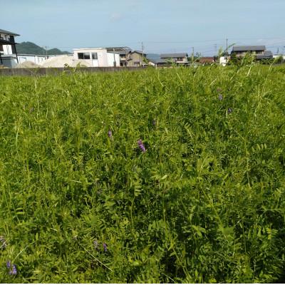 ふるさと納税 岐阜市 【毎月定期便】岐阜市産 ハツシモ 清流長良川米 精米 10kg(5kg×2袋)　全6回 |  | 01