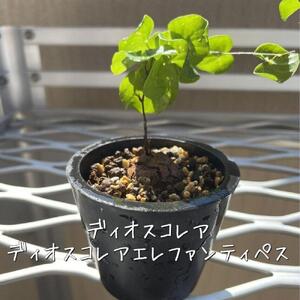 ディオスコレアエレファンティペス実生株 1本