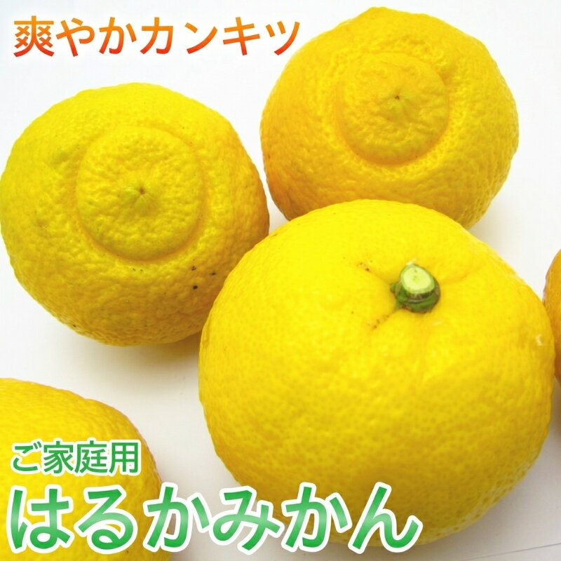 【ふるさと納税】【訳あり・ご家庭用】【人気柑橘】 有田育ちの はるか みかん（訳あり 家庭用）約1kg+200g(傷み補償分)【2027年1月下旬～2月下旬に順次発送】