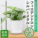 【ふるさと納税】＜観葉植物＞フィロデンドロン・シルバーメタル(3.5号) (陶器鉢・受け皿付) 観葉植物 植物 インテリア 開店祝い 移転祝い おしゃれ 室内 ギフト プレゼント オフィス 陶器鉢 受け皿 玄関 小型 個性【m24-07】【アイエヌエー】