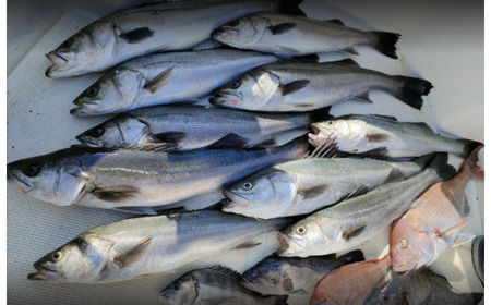 元魚屋の船長がご案内！ 船釣り体験チケット（7,000円分利用券）