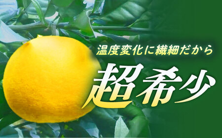 【ご家庭用】 水晶文旦 約4kg（8-14玉） 長与町/果豊園[ECL007]