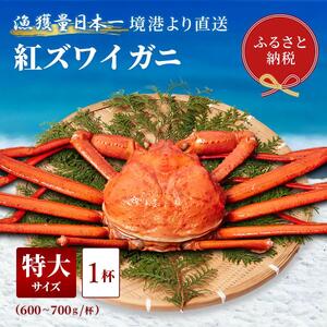 【蟹セレブ】ズワイガニ（紅ズワイガニ）特大1杯（600～700g×1）