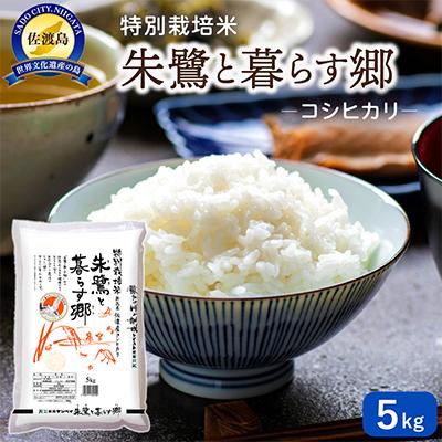 ふるさと納税 佐渡市 特別栽培米佐渡産コシヒカリ・朱鷺と暮らす郷5kg