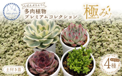 多肉植物 【極み】 らぱんぷらんつ プレミアムコレクション4種 土付き苗 おまかせ 多肉 植物 花 季節の多肉 詰め合わせ 多肉セット インテリア 観葉植物 おうち時間 ギフト プレゼント lapin plants 静岡県 三島市