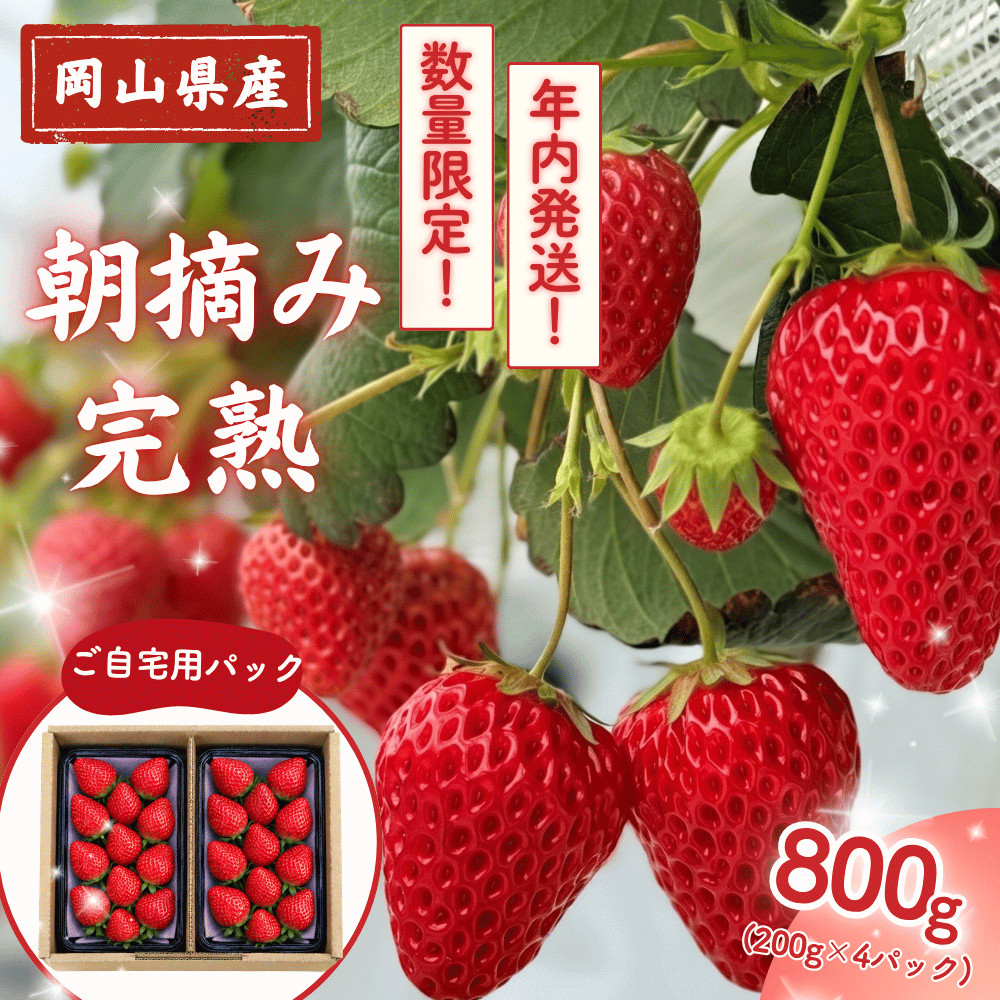 【年内発送】 完熟・朝摘みいちご 自宅用 800g(200g×4)｜糖度12度以上 苺 イチゴ M-FI-A61A 【年内発送】自宅用800g/寄附金額13,000円