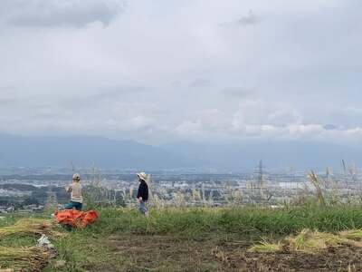 令和7年産 風さやか (稲架け天日干し) 3回定期便 信州塩尻産 無洗米 生米 直落ち米 5kg×1袋×3回合計15kg 2人暮らし 約3ヶ月分