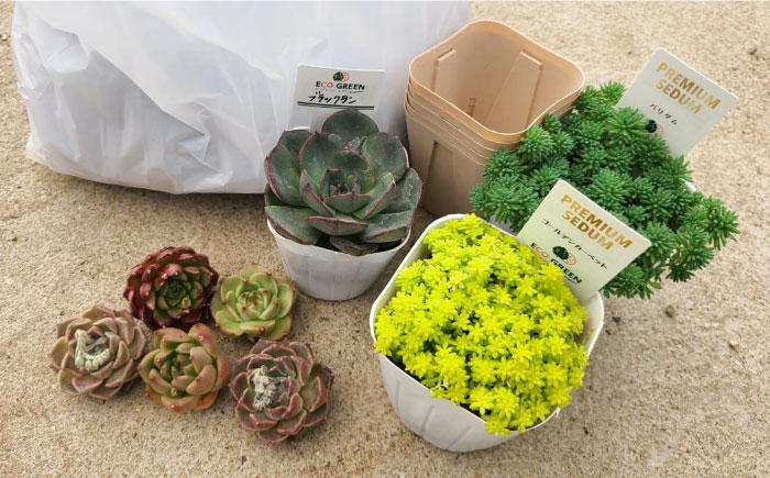 オリジナル鉢付き！かわいい売れ筋多肉植物お届けセットB エコグリーンヒガシ 大村市 [ACAL005]