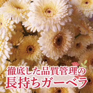 【6ヶ月定期便】旬の水戸市常澄のガーベラ カラフルミックス20本（DR-132）