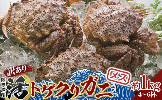 《訳あり》 青森県 陸奥湾産 活トゲクリガニ (メス) 約1kg (4～6杯) 【琉宝丸】 漁師直送 かに カニ 蟹 魚介 青森 青森県 平内町 東北 むつ湾 F21J-334