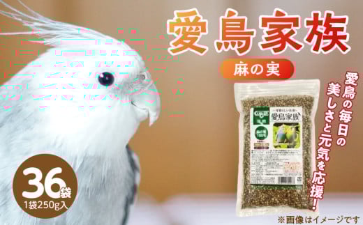 愛鳥家族 麻の実 250g×36袋_愛鳥家族 麻の実 250g 36袋 自然 栄養補助食品 炭水化物 タンパク質 ビタミン ミネラル フィンチ インコ オウム 鳩 カナリア 小鳥 リス ハムスター 福岡県 久留米市 送料無料_Pf080-02